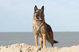 MALINOIS 082